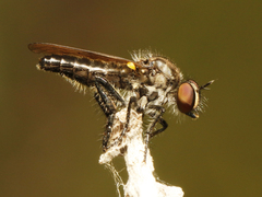 Holopogon phaeonotus