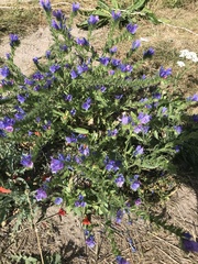Echium