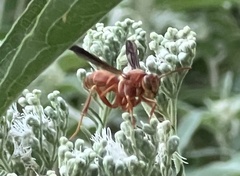 Polistes bellicosus