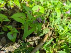 Persicaria nepalensis