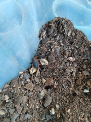 Platyoides walteri