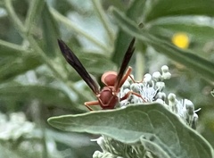 Polistes bellicosus