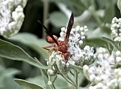 Polistes bellicosus