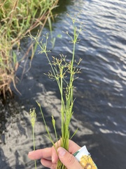 Fimbristylis
