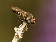 Holopogon phaeonotus