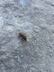 Ontholestes cingulatus