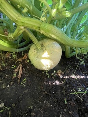Cucurbita