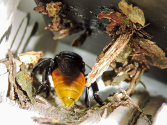 Eufriesea mexicana