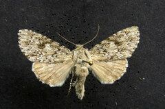 Acronicta rubricoma
