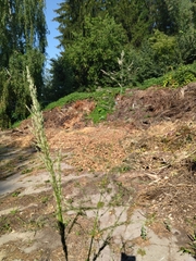 Eragrostis virescens