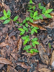 Oplismenus hirtellus