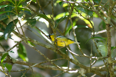 Pteruthius intermedius