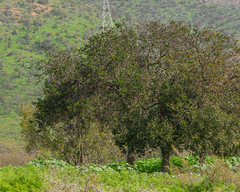 Schinus latifolia