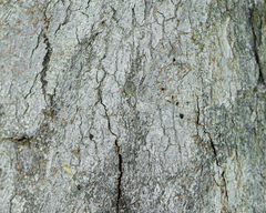 Schinus latifolia