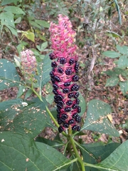 Phytolacca acinosa