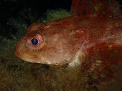 Myoxocephalus scorpius