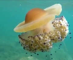 Cotylorhiza tuberculata