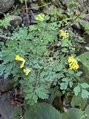 Pseudofumaria lutea