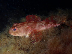 Myoxocephalus scorpius