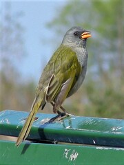 Embernagra platensis