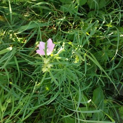 Malva excisa