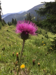 Cirsium heterophyllum