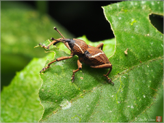 Cryptoderma formosense