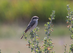 Lanius isabellinus