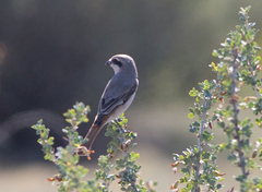 Lanius isabellinus