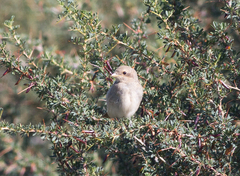 Lanius isabellinus