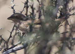 Lanius isabellinus
