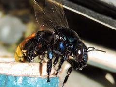 Eufriesea mexicana