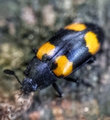 Episcapha quadrimacula