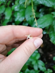 Petiveria alliacea