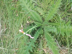 Cirsium palustre