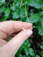 Petiveria alliacea