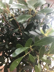 Laurus nobilis