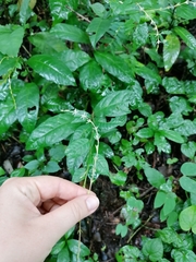 Petiveria alliacea