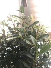 Laurus nobilis