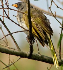 Embernagra platensis