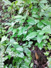 Petiveria alliacea
