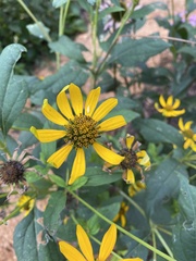 Heliopsis helianthoides