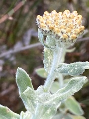 Helichrysum dasyanthum
