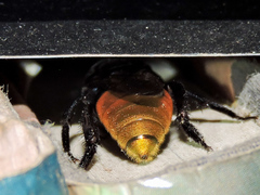 Eufriesea mexicana
