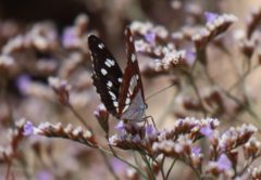Limenitis reducta