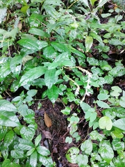 Petiveria alliacea