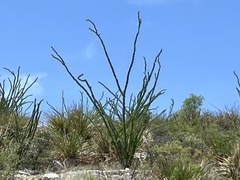 Fouquieria splendens