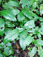 Petiveria alliacea