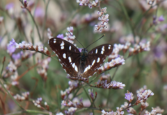 Limenitis reducta