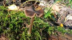 Helvella macropus